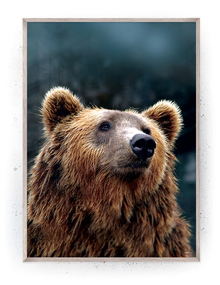 Plakat / lærredsprint - Farverige dyreplakater - plakater med dyr