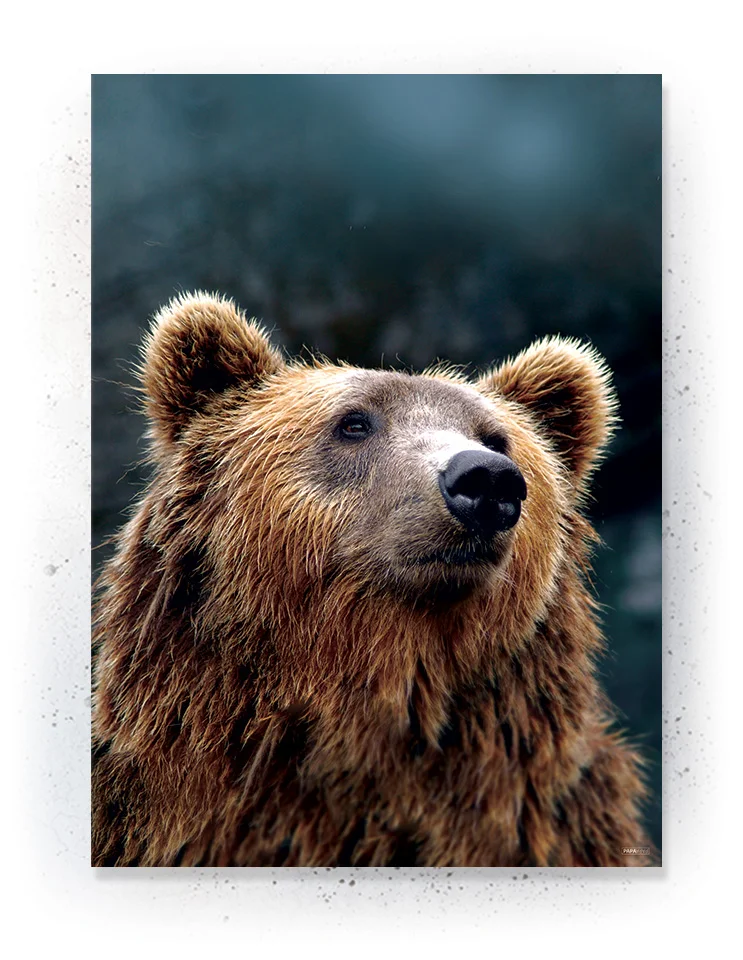 Plakat / lærredsprint - Farverige dyreplakater - plakater med dyr