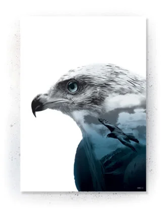 Plakat / Lærredsprint med Ørne