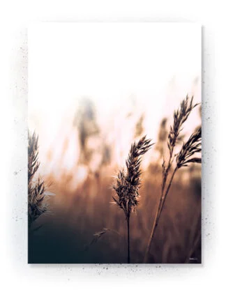 Plakat / lærredsprint - Nedtonede naturlige farver