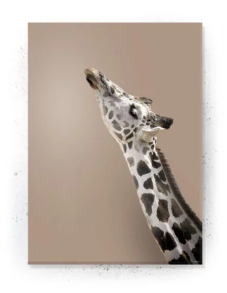 Plakat / Lærredsprint med søde dyremotiver