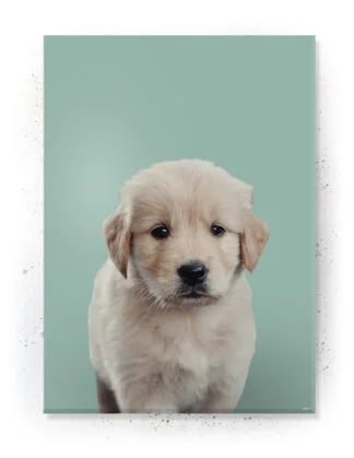 Plakat / Lærredsprint med søde dyremotiver