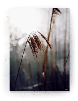 Plakat / lærredsprint - Nedtonede naturlige farver