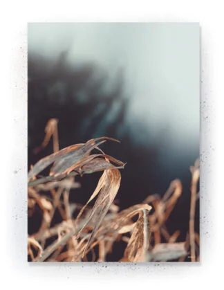 Plakat / lærredsprint - Nedtonede naturlige farver