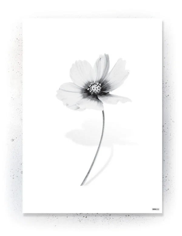 Plakat / lærredsprint - Flotte artworks i sort/hvid