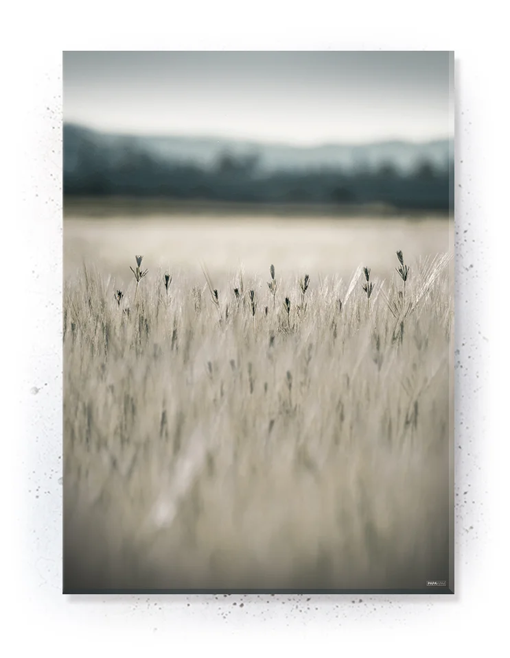 Plakat / lærredsprint - Nedtonede naturlige farver