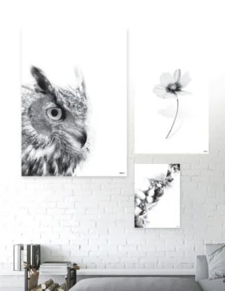 Animals - Plakatsæt / lærredsprint - Flotte artworks i sort/hvid