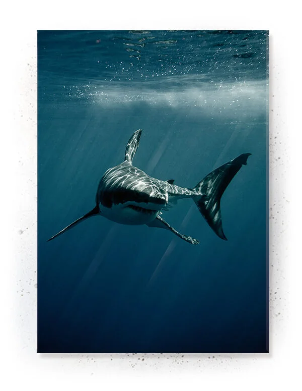 Plakat / lærredsprint - Farverige dyreplakater - plakater med dyr