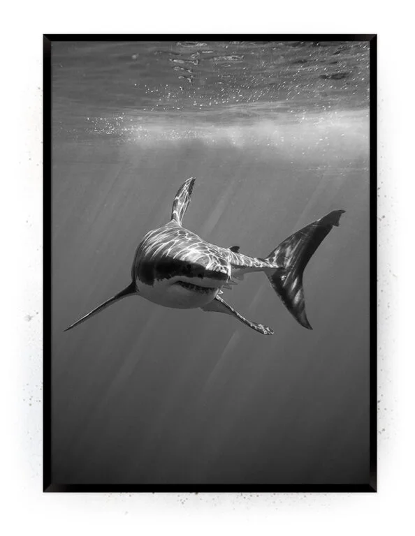 Shark (Sort/Hvid) (Stort billede – plakat / lærredsprint) – PAPAPAPA ...