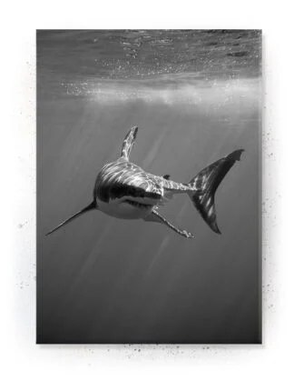 Shark - Animals - Plakat / lærredsprint - Flotte artworks i sort/hvid